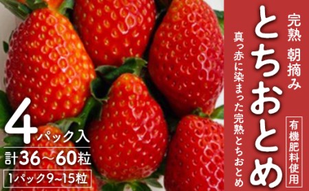 【11月下旬より発送】鈴木ファームの★完熟★朝摘み★とちおとめ　4パック入り【配送不可地域：離島・北海道・沖縄県・九州】【1259129】