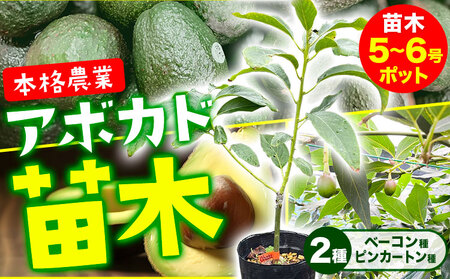 アボカド苗木 5～6号ポット ベーコン種 ピンカートン種 2種セット《30日以内に出荷予定(土日祝除く)》熊本県 津奈木町 南興ファーム アボカド 苗木 農業 ベーコン ピンカートン アボカドサンド ちらし寿司 野菜炒め 熱帯果樹栽培 産地直送 送料無料