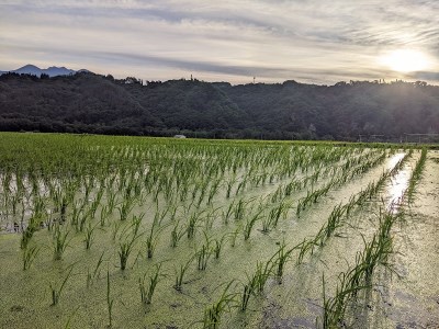 【令和7年度新米】【令和7年度米】白州米 亀の尾『白米』3kg 農薬不使用 化学肥料不使用 天日干し 幻 希少 低タンパク 山梨県 北杜市