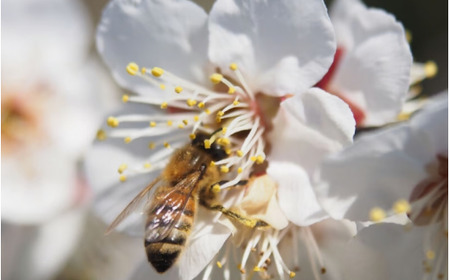 ふわっと香る紀州南高梅　青梅3kg ※2025年6月中旬～７月上旬頃に順次発送予定【期間限定：2025年5月31日まで】 / 和歌山 田辺市 紀州南高梅 南高梅 梅干し 梅干 梅 うめ 青梅 梅シロッ