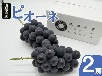 厳選 ピオーネ 1.0kg以上 2房入り【2026年発送】（IS）B-478 【ピオーネ ぶどう 葡萄 ブドウ 令和8年発送 期間限定 山梨県産 甲州市 フルーツ 果物】