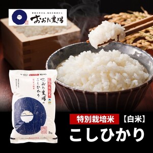 米【令和6年産】 新潟県上越産 特別栽培米 コシヒカリ 【白米】 5kg×1袋 お米 こめ 白米 こしひかり