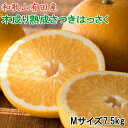 【ふるさと納税】こだわりの和歌山有田産木成り熟成さつき八朔7.5kg(Mサイズ) ★2025年4月より順次発送