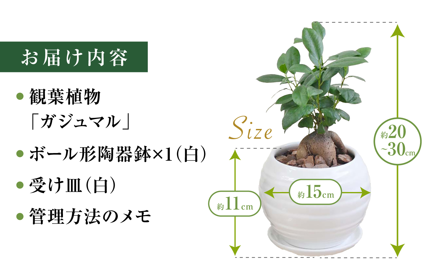 ガジュマル3号　ボール型陶器鉢（白）観葉植物 大村市 琴花園 /観葉植物 室内 観葉 植物 ガジュマル インテリア 小さめ [ACYK047]
