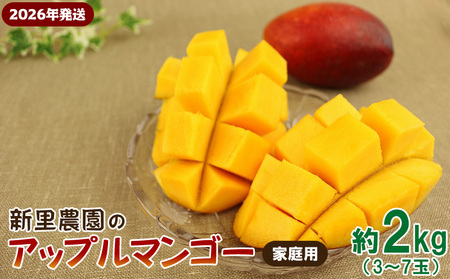 マンゴー【2026年発送】新里農園のアップルマンゴー家庭用（約2kg） 