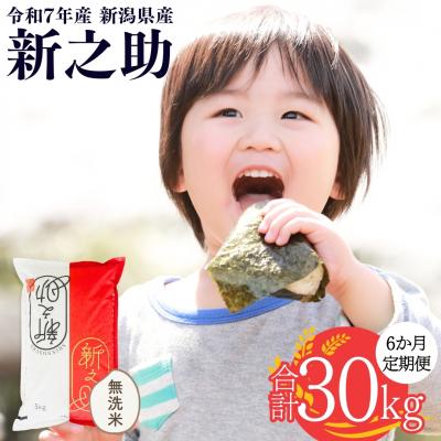ふるさと納税 三条市 [定期便5kg×6か月]新潟県産 無洗米 新之助 計30kg[株式会社白熊]【060S009】