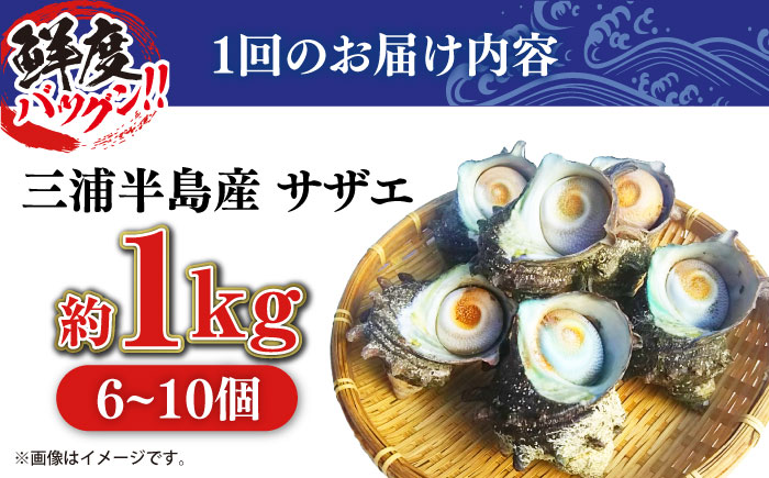 【全12回定期便】サザエ 1kg 6～10個 三浦半島【長井水産株式会社】 [AKAJ025]