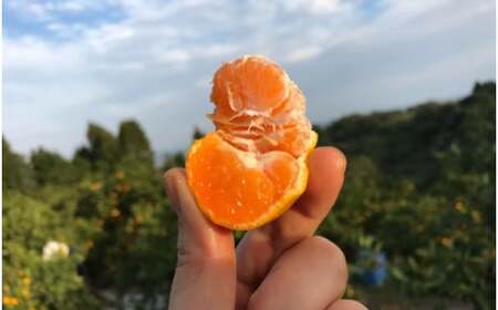  果樹園みかんの木の早熟早生みかん小玉サイズ　約５ｋｇ 温州みかん 早生温州みかん 国産みかん 小玉みかん 佐賀県 太良町 M104
