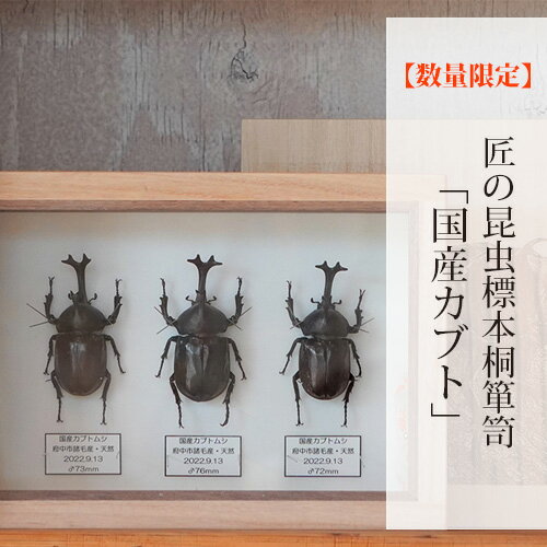 【ふるさと納税】【数量限定】匠の昆虫標本桐箪笥「国産カブト」［No.575］／ カブトムシ 桐箱 標本箱 送料無料 広島県