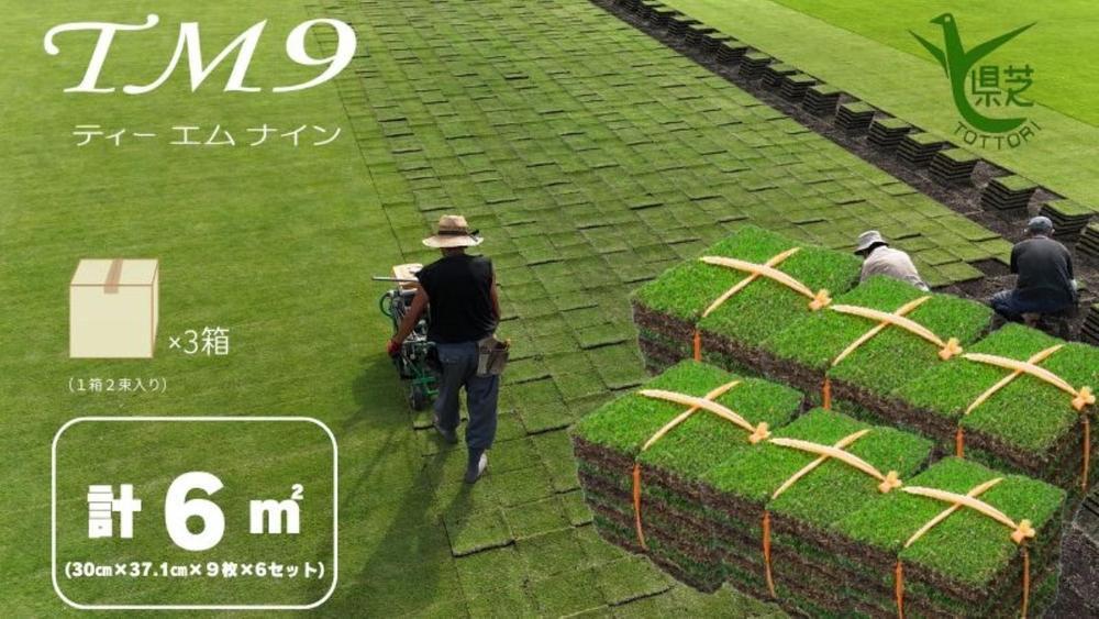 芝生(省管理型コウライ芝　TM9ティーエムナイン)6束セット※6平米分