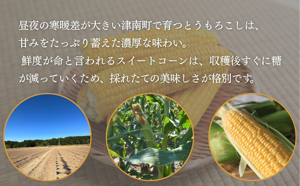 【スイートコーン 先行予約】雪室予冷 スイートコーン 2Lサイズ 10本入 | 津南町 有限会社大地 173085-008