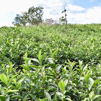 ふるさと納税 木津川市 加茂自然農園 和CHAセット |  | 02