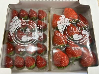 【数量限定】完熟朝摘みいちご 2種お届け★2025年12月下旬～発送★