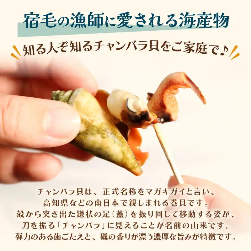 チャンバラ貝 1.2kg 貝