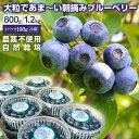 【ふるさと納税】ブルーベリー ベリー 800g 1.2kg 1200g 1パック100g 生 果物 フルーツ おすすめ 冷蔵 朝摘み 完熟 旬 期間限定 季節限定 夏季限定 夏期限定 数量限定 ラビットアイ系 農家直送 7月発送 または 8月～9月上旬発送