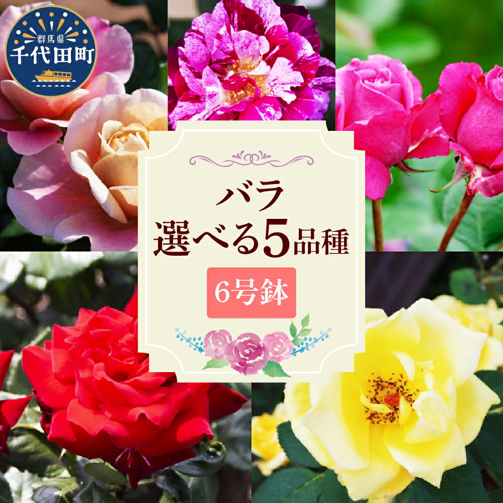 【ふるさと納税】 選べる品種 バラ 鉢植え 6号鉢 花 フラワー 四季咲き 薔薇 ディスタントドラムス パープルタイガー ブルーパフューム ヘルツアス ヘルムットシミット 園芸 鉢植え 生花 記念日 誕生日 赤 黄 ピンク 赤紫 藤 絞り 産地直送 送料無料 群馬県 千代田町