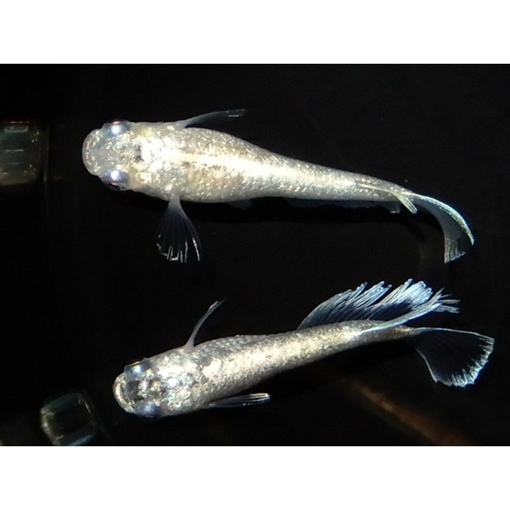 【ふるさと納税】讃岐のめだかの特選めだか ミッドヘイキ1ペア