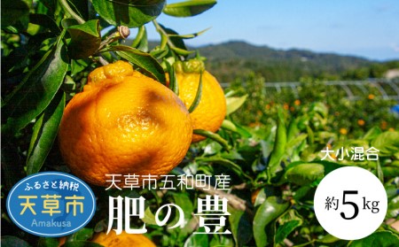 S097-002A_天草市五和町産　肥の豊　約5kg〈先行予約〉