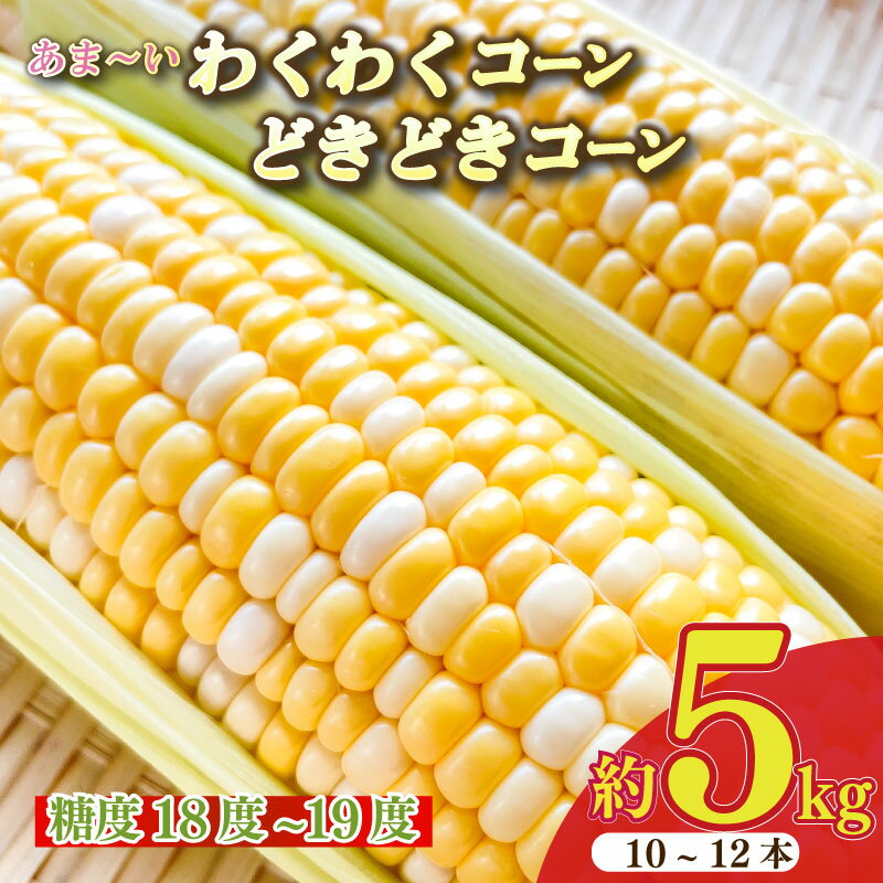 【ふるさと納税】【予約受付 令和8年6月から発送開始】 とうもろこし 野菜 スイーツ 10～12 本 約 5kg 糖度18~19度 予約受付 予約 甘い あまい レジャー キャンプ バーベキュー BBQ 産地直送 新鮮 おやつ 送料無料 数量限定 期間限定 静岡県 牧之原市 もろこしショップぐりぱ
