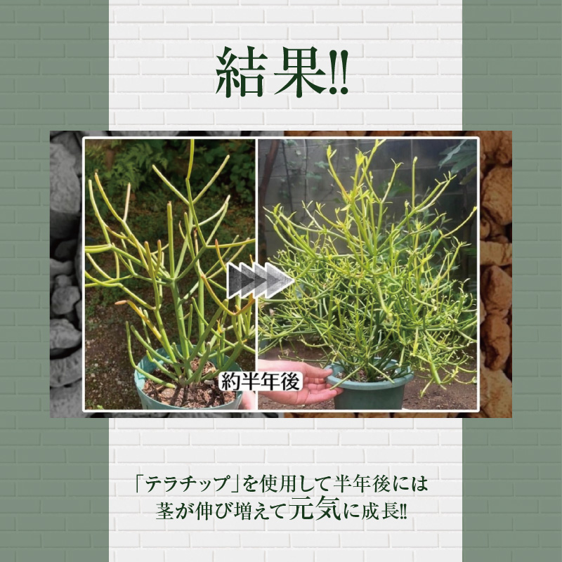 三河焼植木鉢ハーモニーブラウン【テラチップ赤焼】プランター お手軽植物栽培セット 園芸 粘土 鉢 植物 土 シルバー 赤 茶 H188-004