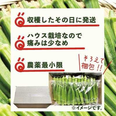 ふるさと納税 大館市 トロッとおいしいオクラ＜80本、約1000g＞ |  | 03