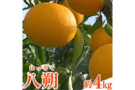 先行予約 和歌山県産 八朔(はっさく) 約4kg 前商店《2026年1月上旬-3月末頃出荷》八朔 ハッサク はっさく