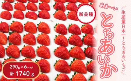 【先行予約】【数量限定】とちあいか 290g×6パック｜いちご イチゴ 苺 先行予約 栃木県 果物 くだもの フルーツ とちあいか 新鮮 贈答 ギフト 食べ比べ 真空パック ※2026年11月～発送