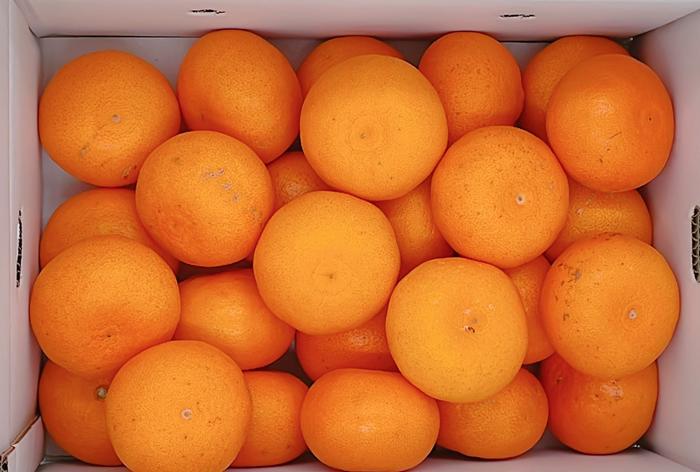 【2027年先行予約】みかん せとか 約5kg L～3Lサイズ ご家庭用 バラ詰め 【2027年2月中旬より順次発送予定】 人気 数量限定 柑橘 愛媛 伊予市｜B193 約5kg