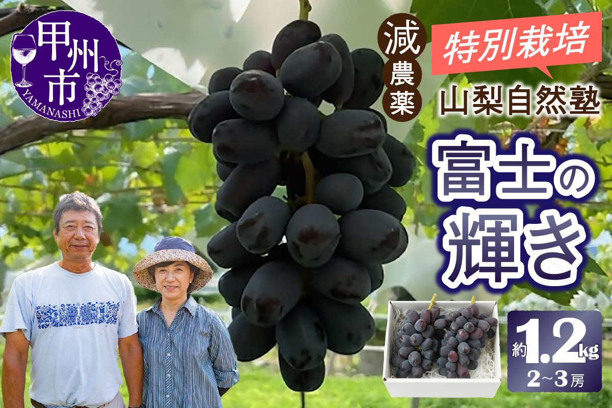 
                  減農薬「特別栽培」やまなし自然塾の甲州市産富士の輝き約1.2kg（2～3房）【2026年発送】（YSGK）C5-161 【富士の輝き ぶどう 葡萄 ブドウ 令和8年発送 期間限定 山梨県産 甲州市 フルーツ 果物】
                