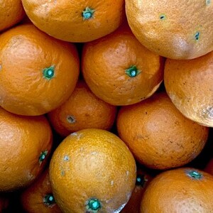 【ご家庭用】清見 2kg 愛媛県 八幡浜市 西宇和地区 柔らかい果肉【C25-377】【配送不可地域：離島】【1716878】