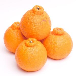 ［先行予約］厳選 不知火10kg+250g（傷み補償分）［デコポンと同品種・人気の春みかん］［IKE253］