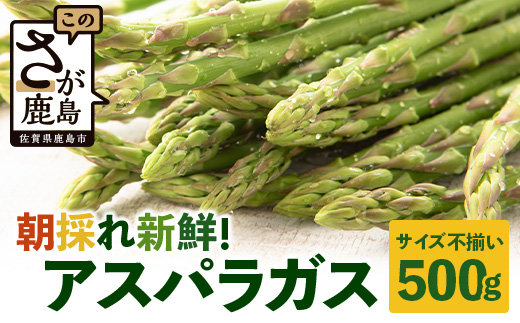新鮮朝獲れ！！鹿島市産 アスパラガス 合計500g（お届けは2026年6月～7月頃）新鮮朝獲れ！！鹿島市産 アスパラガス 合計500g 【美味しい野菜で彩を】アスパラ 野菜 やさい 九州 国産 佐賀　B-854