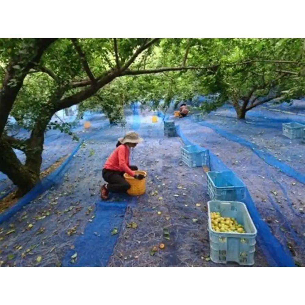 三年漬梅干　袋入り