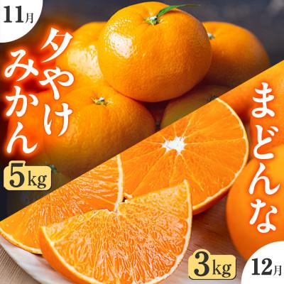 ふるさと納税 八幡浜市 【発送月固定定期便】「こたつの上の冬物語」夕やけみかん+まどんな!【H49-72】全2回