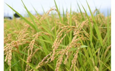 【令和8年産米】倉吉農高の米　縁結び（白米） （300ｇ×3袋）