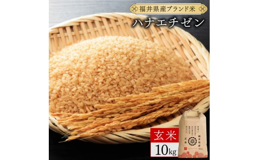 福井県産 ハナエチゼン 玄米 10kg（10kg×1）＜令和7年産 / 数量限定 ＞【米 コメ お米 精米 白米 無洗米 玄米 ご飯 飯 華越前 ブランド米 国産】[095-a008_C]