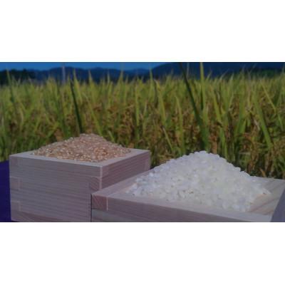 ふるさと納税 高鍋町 高鍋の米粉麺　米仙人　10袋 |  | 01