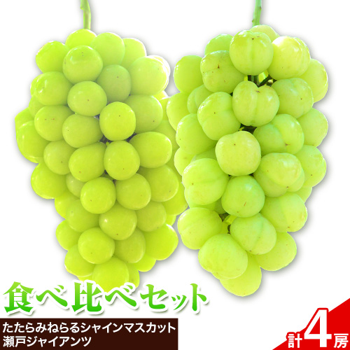 【先行予約】食べ比べセット たたらみねらる シャインマスカット 瀬戸ジャイアンツ 各2房 2.6kg以上《2026年8月下旬-10月下旬頃出荷予定》岡山県 笠岡市 マスカット ぶどう ブドウ 葡萄 フルーツ 果物 たたらみねらる 食べ比べ セット----4-13a---