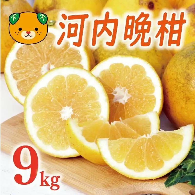 【数量限定】 訳あり 河内晩柑 9kg （ Lサイズ 以上 ） 河内晩柑