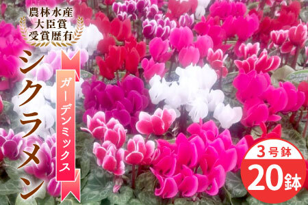 〈先行予約〉10月から順次発送～シクラメン ガーデンミックス 3号鉢×20鉢 農林水産大臣賞受賞歴あり 花 ピンク 白 赤 プレゼント 贈り物 鉢花 鉢 ガーデン ガーデニング 高品質 クリスマス 愛知県産 -222