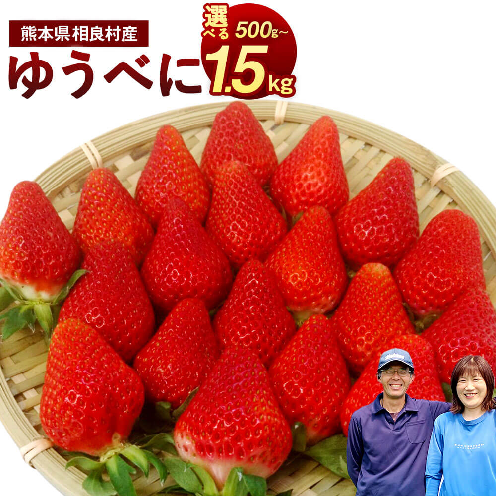 【ふるさと納税】【予約】＜選べる容量＞ 相良村産 いちご 「ゆうべに」 合計約500g～約1.5kg 約250g×2パック/ 4パック/ 6パック 【2025年12月上旬～2026年4月下旬発送予定】 日野農園 熊本県産 フルーツ イチゴ 苺 九州産 国産 冷蔵 送料無料