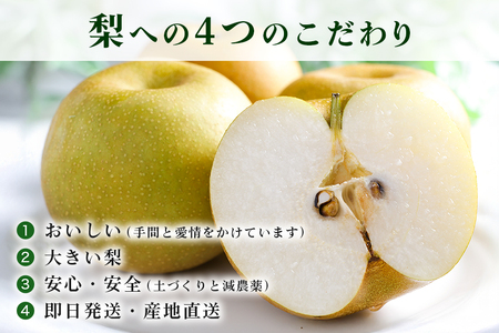 石岡のおいしい梨3kg  A39-001