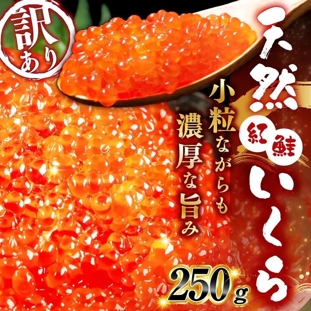 【先行予約】 新物 天然紅鮭いくら 醤油漬け 250g 【2026年11月以降順次発送】冷凍 年末年始 いくら 鮭いくら ご飯のお供 ご飯 米 北海道 釧路市