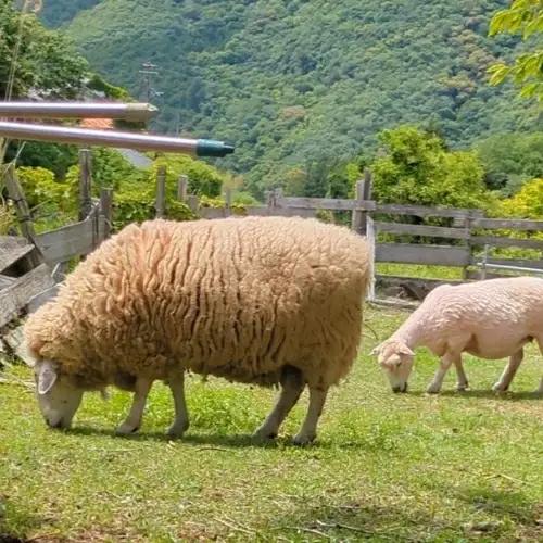 【ご予約】日本産 羊の糸 約100g×2かせ※2026年10月以降順次発送予定/ 毛糸 手芸 編み物 羊 ひつじ 糸 和歌山 本宮 【tsg002】