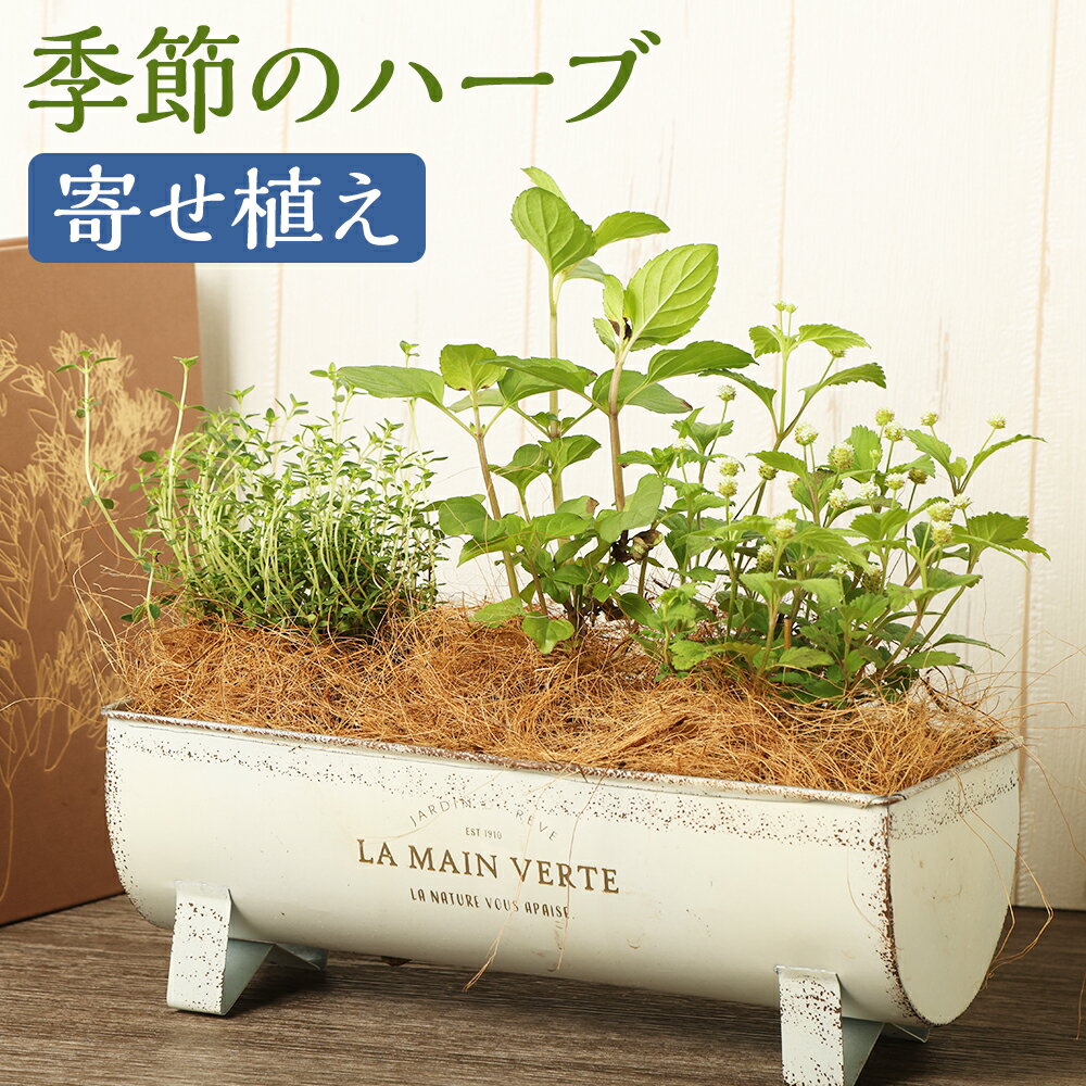 【ふるさと納税】季節のハーブ 寄せ植え 1鉢 ハーブ プランター 植物 ガーデニング 熊本県 高森町 送料無料