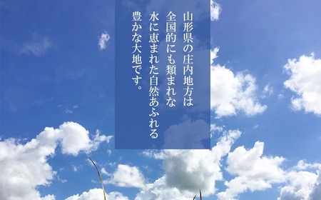 【令和7年産先行予約】 山形県庄内産　特別栽培米ササニシキ 精米 10kg （10kg ×1袋）　野々ファーム