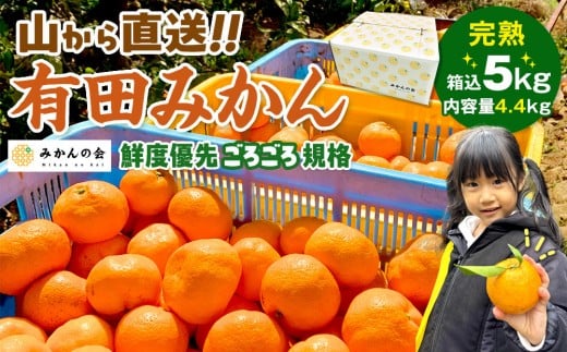 
            【選べる発送時期】【通常発送／年末発送（12月25日～12月29日配送）】みかん 山から直送 箱込 5kg ( 内容量約 4.4kg ) 鮮度優先ごろごろ規格 和歌山県産 産地直送 家庭用 みかんの会 みかん ミカン 蜜柑 温州みかん 柑橘 果物 フルーツ 人気 和歌山県 果実 甘味 酸味
          