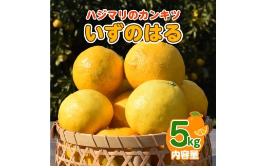 【2月配送】いずのはる　赤秀（最高級）　5kg　JAふじ伊豆　静岡県産 1382 ／ JAふじ伊豆 いずのはる 赤秀 贈り物 静岡県 東伊豆町