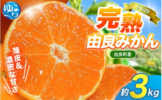 みかん 小玉 3kg / 薄皮で濃い甘さ！完熟由良みかん【こつぶ】和歌山県由良産※2026年11月下旬頃から12月下旬頃に順次発送予定/ 柑橘 ミカン 蜜柑 甘い 由良町 フルーツ 果物 くだもの 食