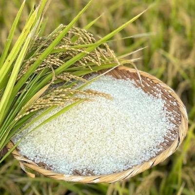 ふるさと納税 小郡市 定期便12ヶ月 米 5kg 令和7年度産 ひのひかり 筑後小郡産 農家直送[No5354-2314] |  | 02